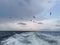 Waves from the back of the ship towards sea with the seaguls flying in the back