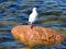 Waves of Baltic sea, seagull on the stone, Tallinn