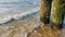 Waves breaking against weathered wooden poles, Domburg beach, the Netherlands