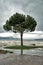 The waves breaks on the embankment of Lake Garda during a storm and pours a lonely tree