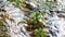 Waves of clear water flow in the river rocks and plants