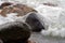 Waves Crashing over Granite Boulders at shoreline