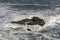 Waves froth on cliff at Tasman sea shore, Punakaiki, West Coast, New Zealand