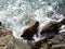 Waves hitting rocks at the Black Sea