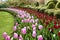 Waves of red and pink tulips Keukenhof gardens