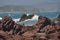 Waves at Red rocks South coast Wellington