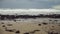 Waves roll on littered after storm beach under overcast sky