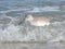 A waves rolls through a sandpiper during its daily hunt for food