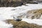 Waves rush towards a harbor seal basking on a rock