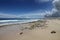 Waves shattering onto rocky Caribbean coast