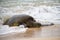 Waves Splattering on a Hawaiian Green Sea Turtle