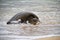 Waves Splattering on a Hawaiian Green Sea Turtle