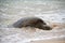 Waves Splattering on a Hawaiian Green Sea Turtle