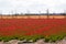 Waves of Tulip fields near Keukenhof Flower Garden