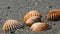 Waves wash over four different shells on beach and washes them away.