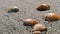 Waves wash over four different shells on beach and washes them away.