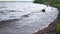 Waves are washing logs on the shore of the reservoir.