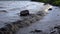 Waves are washing logs on the shore of the reservoir.