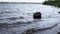 Waves are washing logs on the shore of the reservoir.