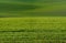 Waves of a wheat field. Green spring wavy fields of crops, with lines stretching in the distance.