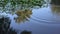 Waves on wild forest lake from frog jump, wild nature living, environment