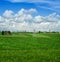 waves of young winter wheat shoots on field with cloudly blue sky