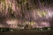 Waving blooming hanging white wisteria flowers in Ashikaga flower park, japan