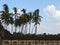 Waving Coconut Trees in Wind