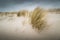 Waving grass in stormy winds on sand dunes during bad weather on Sylt island Germany