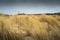 Waving grass in stormy winds on sand dunes with lighthouse on Sylt island Germany