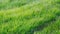 Waving green spring lawn field. Natural Background. Close up of Green grass swaying in the wind