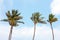 Waving palmtrees against a blue sky