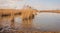 Waving reed in Dutch wetlands