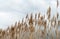 Waving reeds and a cloudy sky