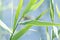 Waving reeds near a pond