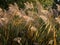 Waving reeds on the waterside