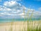 Waving Sea Grass on a Barrier Island Beach