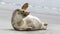 Waving Seal on the beach of the Island DÃ¼ne in Germany.