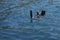 Waving seal in the ocean at South Africa