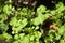 Wavy bittercress green leaves closeup view with selective focus on foreground