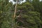 Wavy branches of a pine tree in the forest