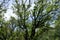 Wavy branches of Robinia pseudoacacia umbraculifera