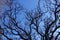 Wavy branches of robinia pseudoacacia in winter