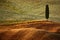 Wavy breown hillocks with alone solitaire cypress tree, sow field, agriculture landscape, Tuscany, Italy