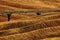 Wavy breown hillocks, sow field, agriculture landscape, bridge with two cars, nature carpet, Tuscany, Italy