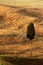 Wavy brown hillocks with solitaire cypress tree, sow field, agriculture landscape, Tuscany, Italy