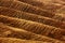 Wavy brown hillocks, sow field, agriculture landscape, nature carpet, Tuscany, Italy