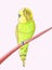 Wavy Budgie Parrot Bird