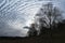 Wavy clouds in sky with silhouette of trees