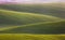 Wavy green fields. Striped rolling sunny hills at sunset